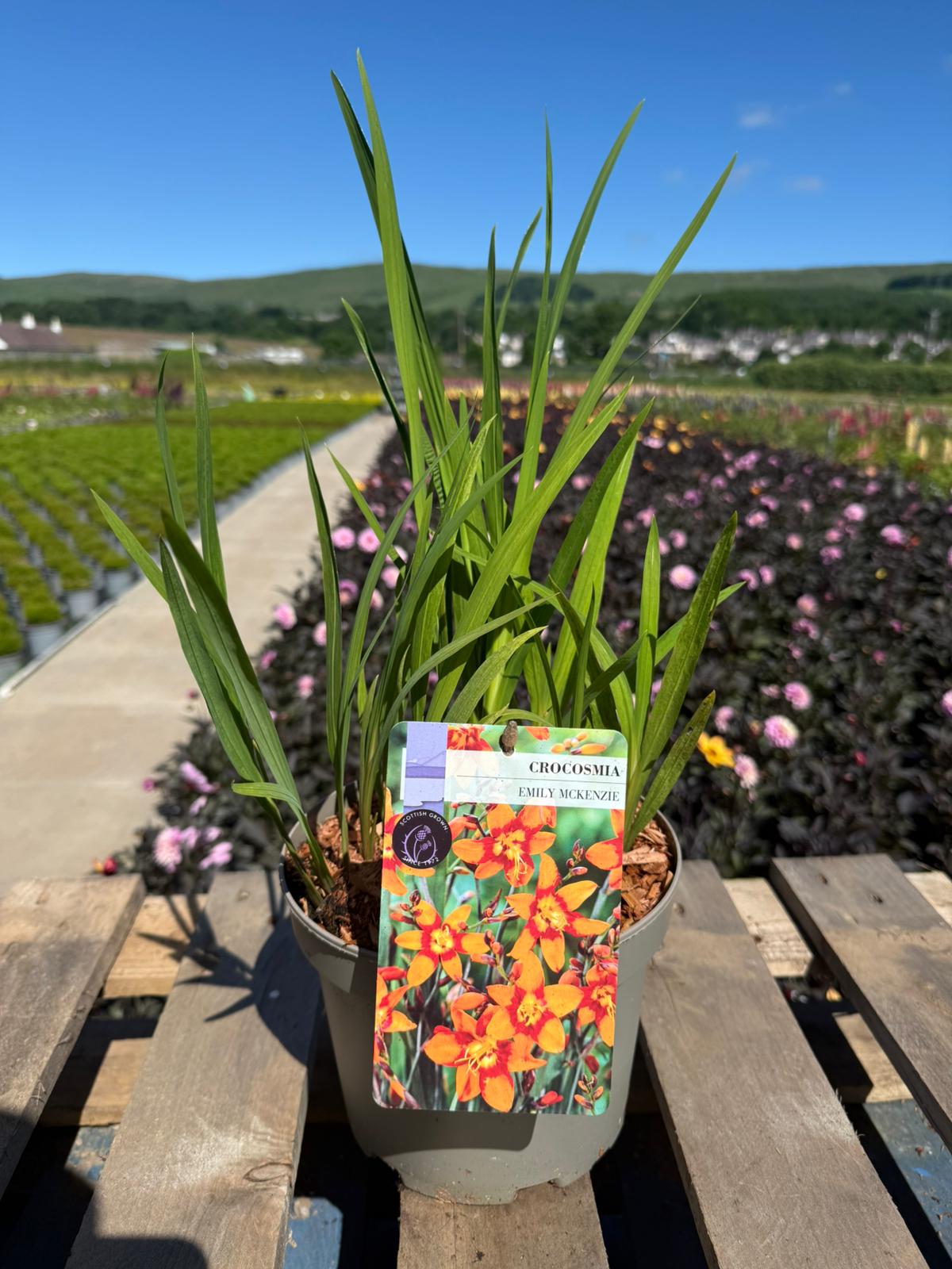 Picture of Crocosmia Emily McKenzie