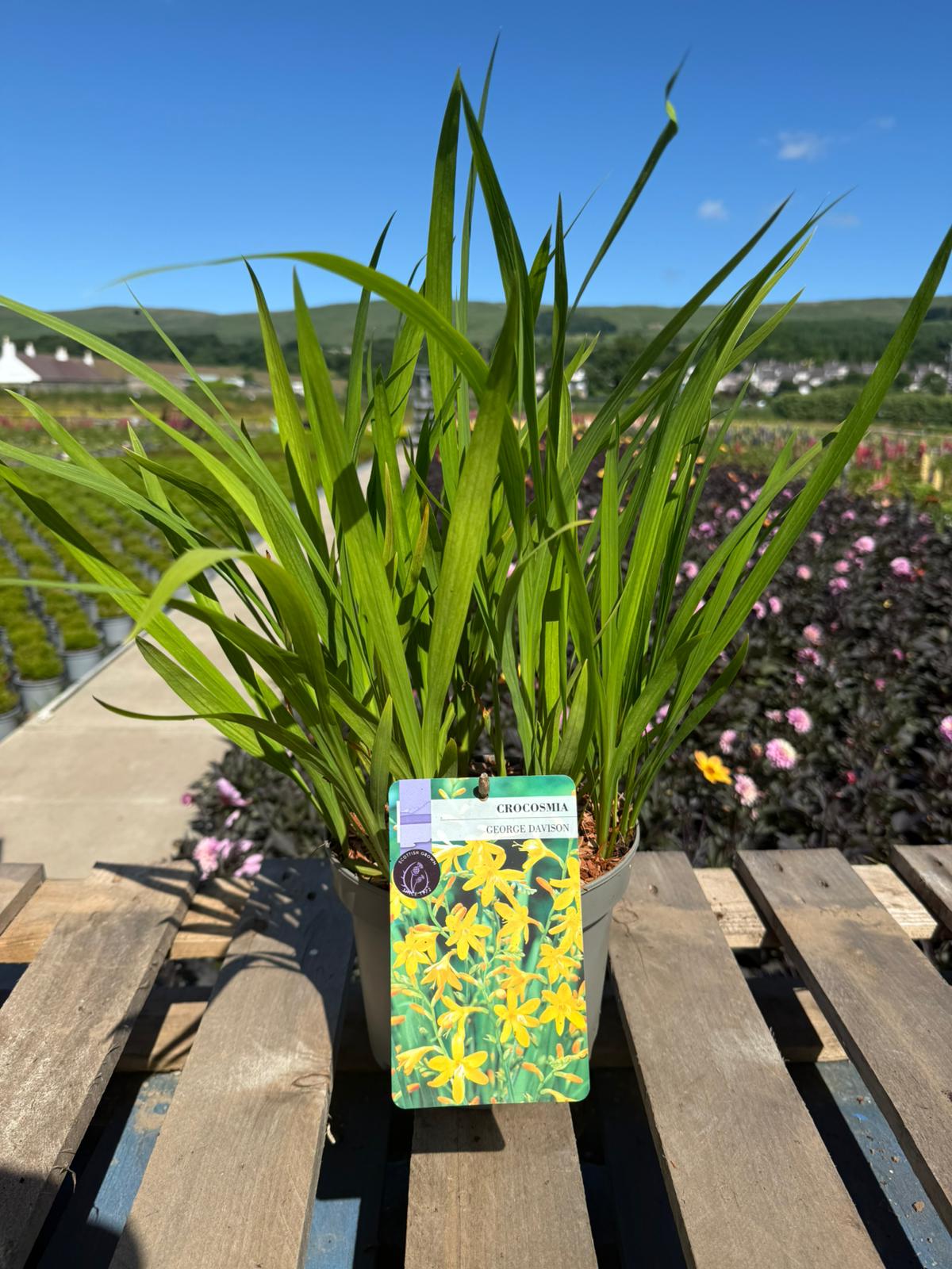 Picture of Crocosmia George Davidson