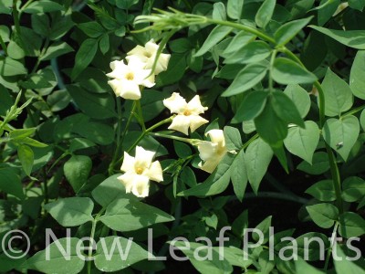 Picture of Jasminum off  Clotted Cream
