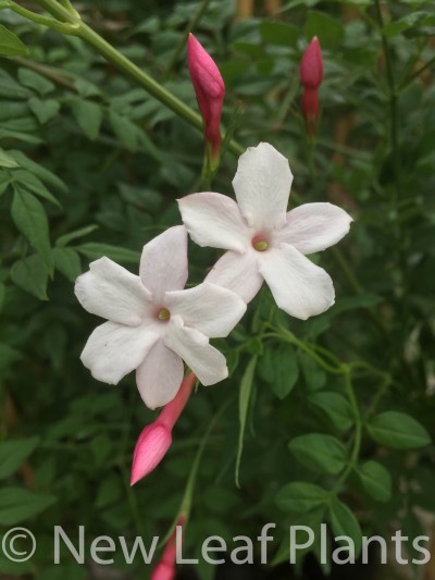 Picture of Jasminum off  Inverleith