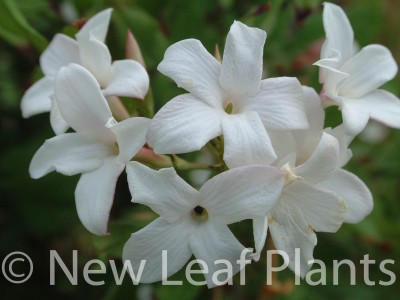 Picture of Jasminum off  affine