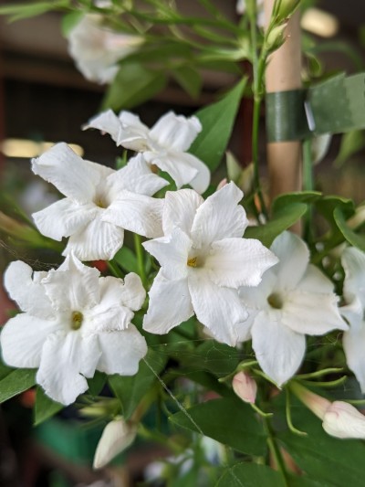 Picture of Jasminum officinale