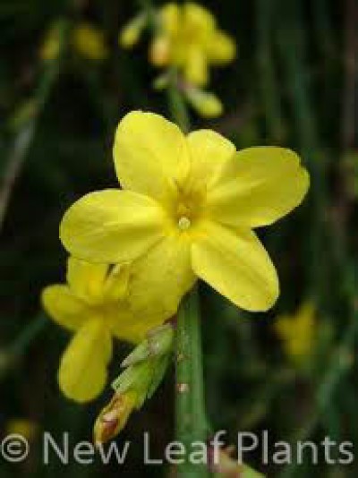 Picture of Jasminum nudiflorum