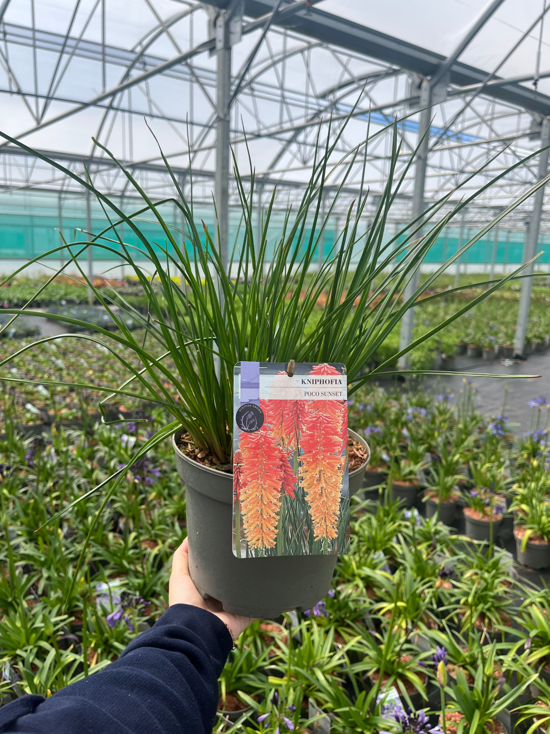 Picture of Kniphofia Poco Sunset
