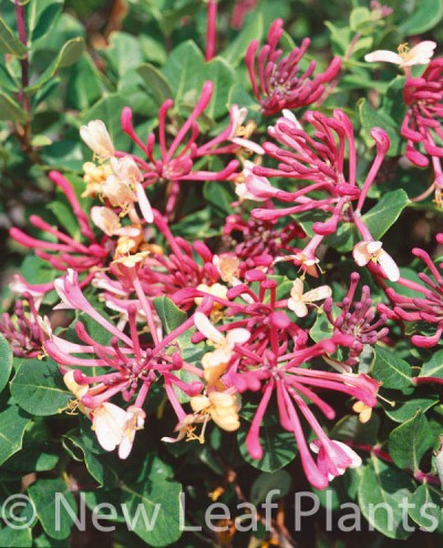Picture of Lonicera Belgica