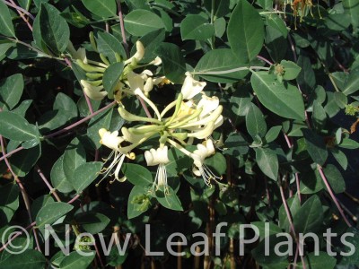 Picture of Lonicera G S Thomas