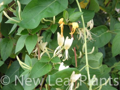 Picture of Lonicera Halliana