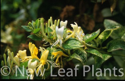 Picture of Lonicera Horwood Gem