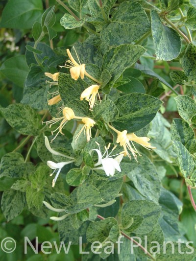 Picture of Lonicera Mint Crisp