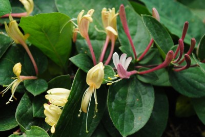 Picture of Lonicera repens