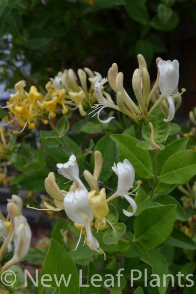 Picture of Lonicera Scentsation
