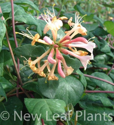 Picture of Lonicera Serotina