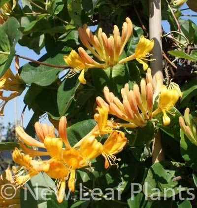 Picture of Lonicera tellmanniana