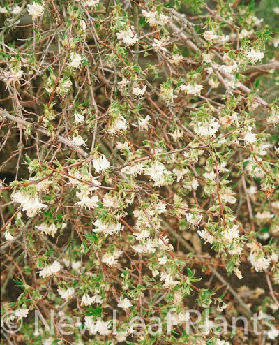 Picture of Lonicera fragrantissima
