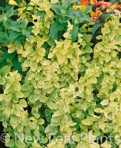 Picture of Lonicera Aureoreticulata