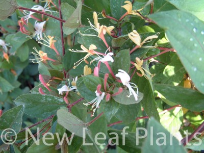 Picture of Lonicera Purpurea