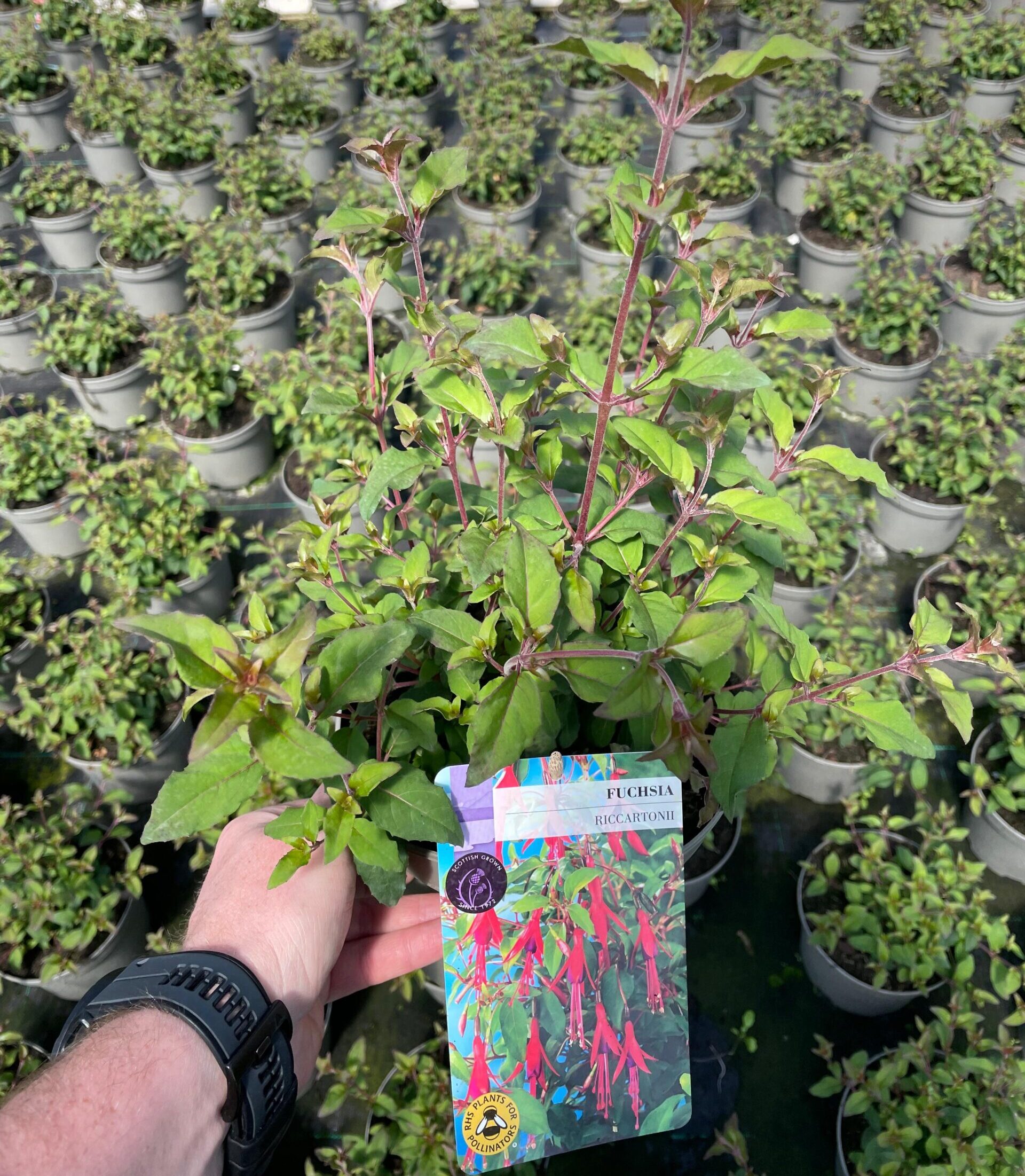 Picture of Hardy Fuchsia Riccartonii
