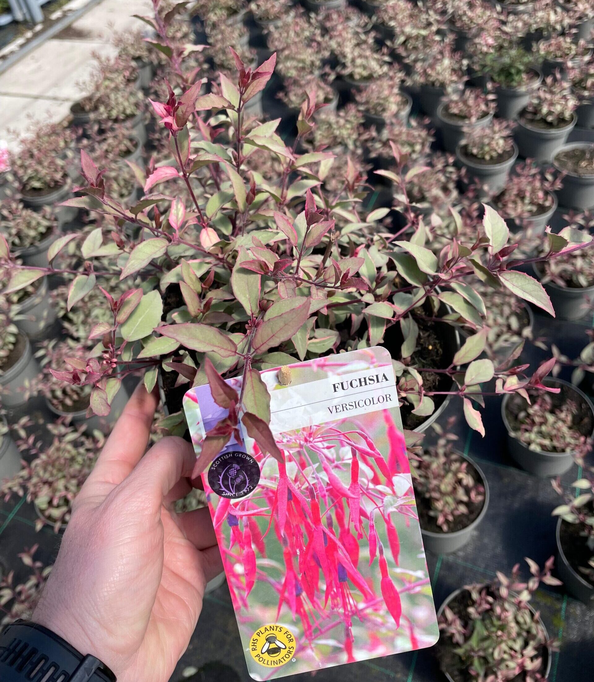 Picture of Hardy Fuchsia Versicolour