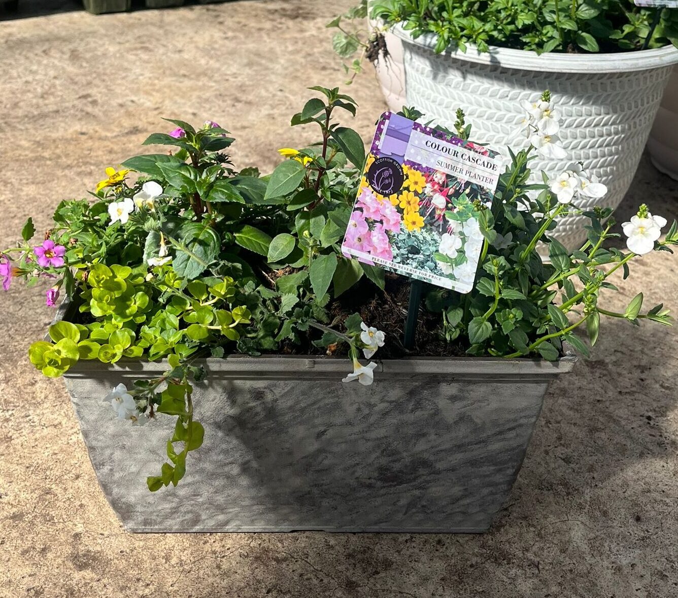 Picture of Summer Planter Tulipa Trough