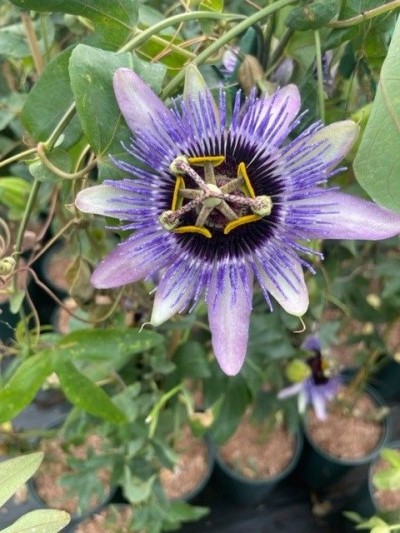 Picture of Passiflora Damsel's Delight