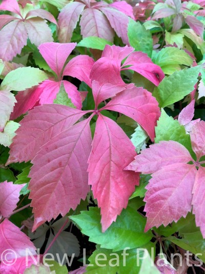 Picture of Parthenocissus quinquefolia