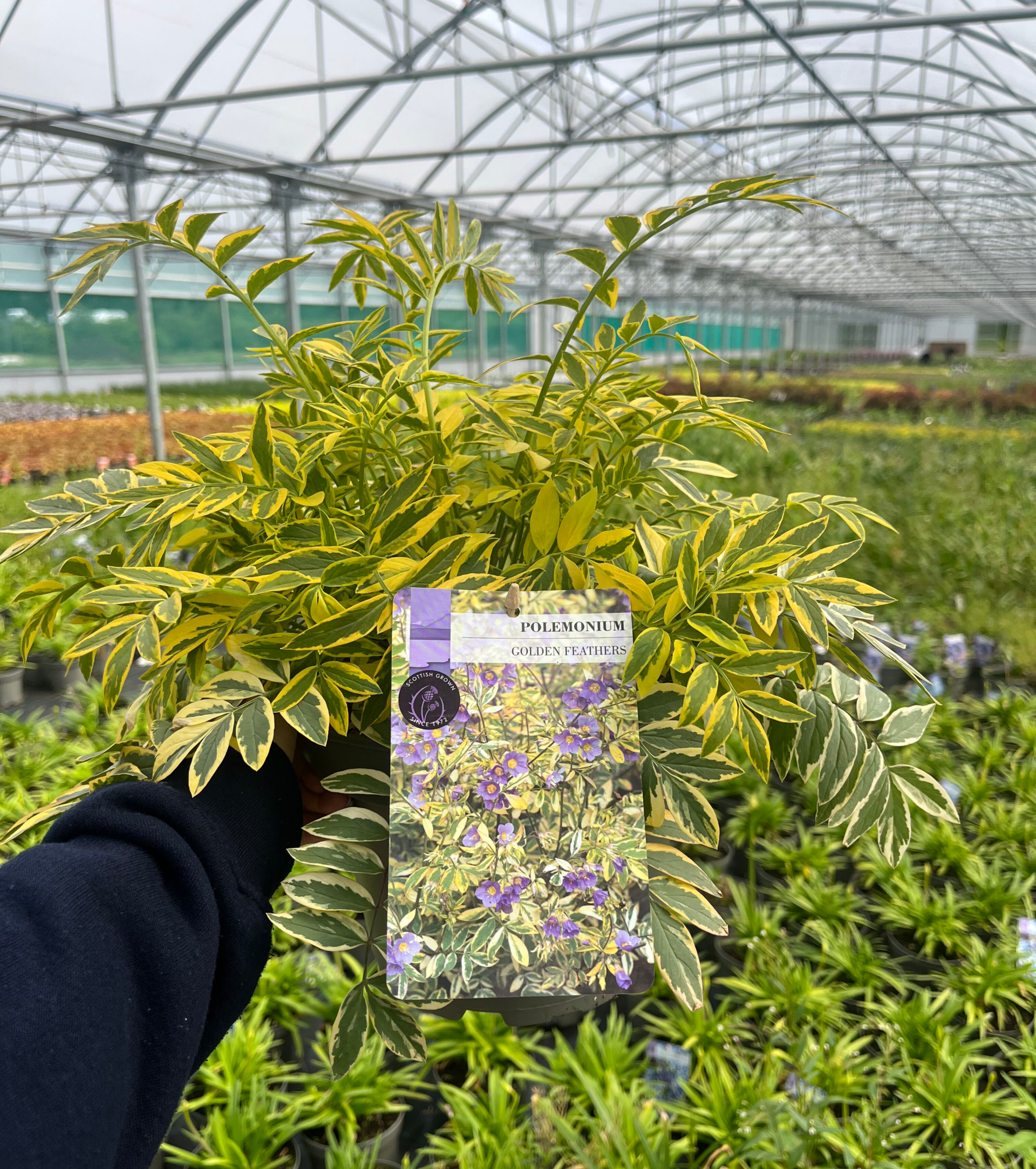 Picture of Polemonium Golden Feathers