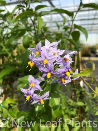 Picture of Solanum Glasnevin