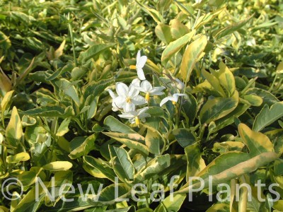 Picture of Solanum jasminoides Variegata