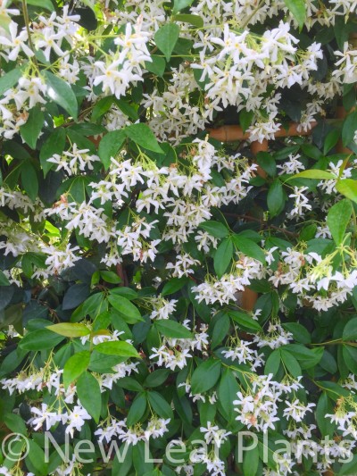 Picture of Trachelospermum jasminoides