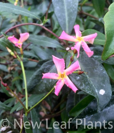 Picture of Trachelospermum Pink Showers