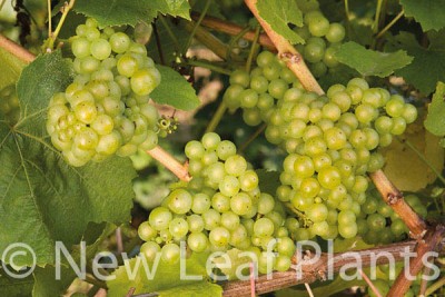 Picture of Vitis Chardonnay