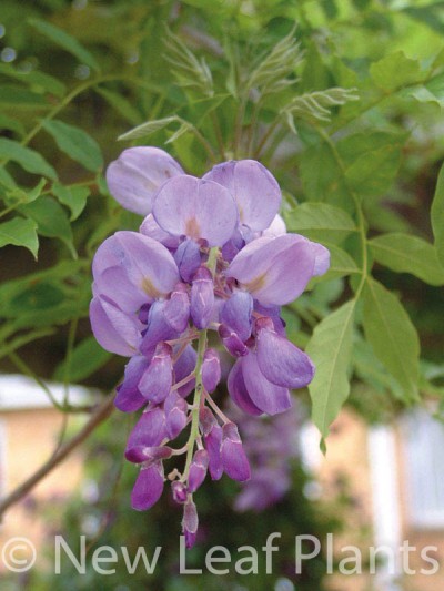Picture of Wisteria sinensis Caroline