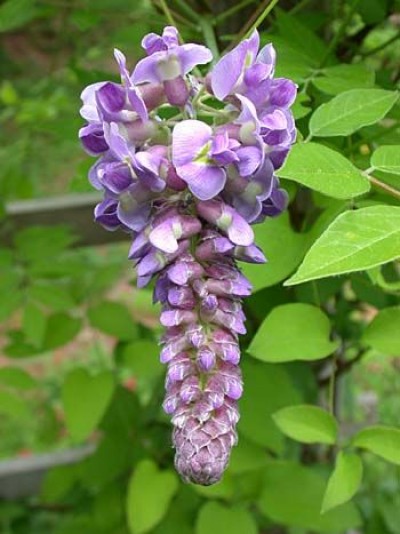 Picture of Wisteria Amethyst Falls