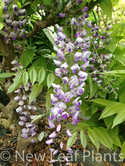 Picture of Wisteria floribunda Burford