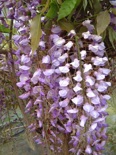 Picture of Wisteria Kuchi-Beni
