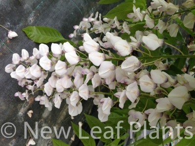 Picture of Wisteria floribunda Rosea Hon-Beni
