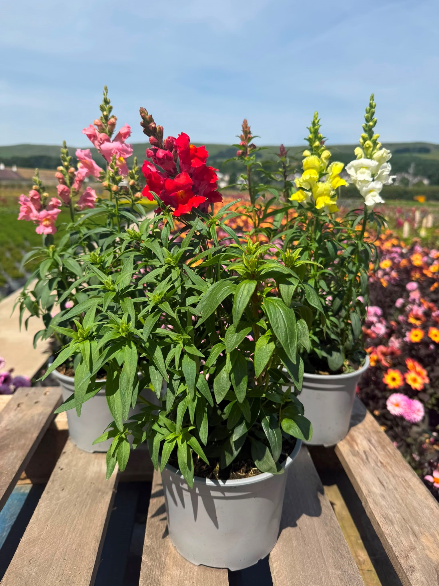 Picture of Antirrhinum Mixed