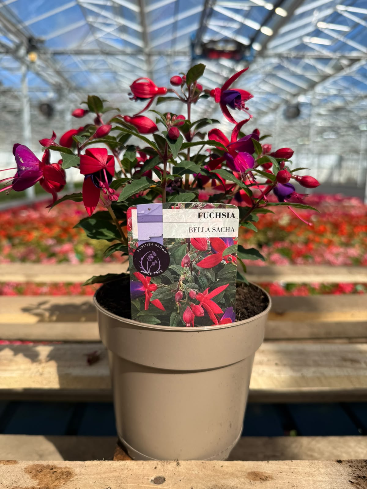 Picture of Fuchsia Bella Sacha