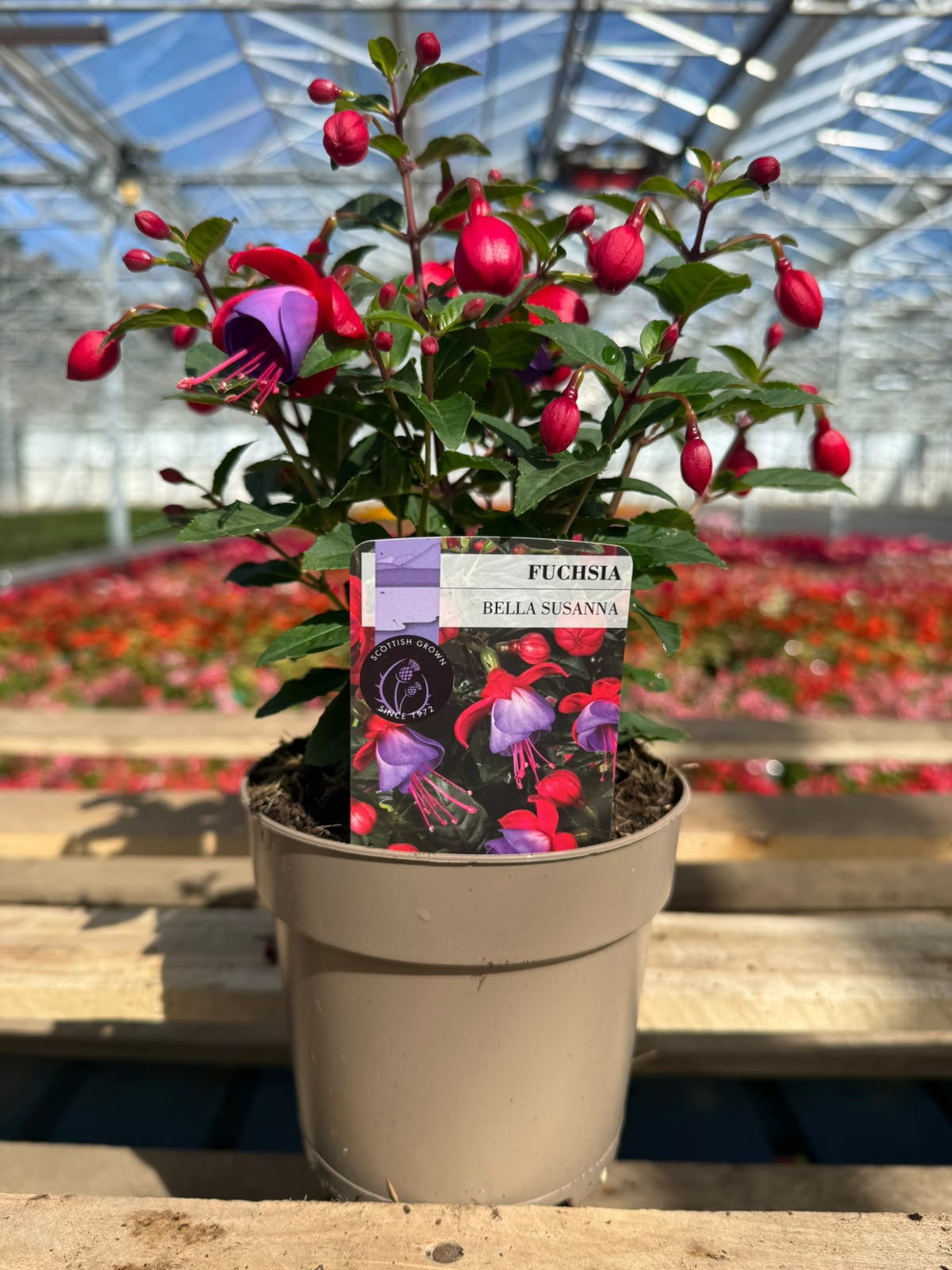 Picture of Fuchsia Bella Susanna
