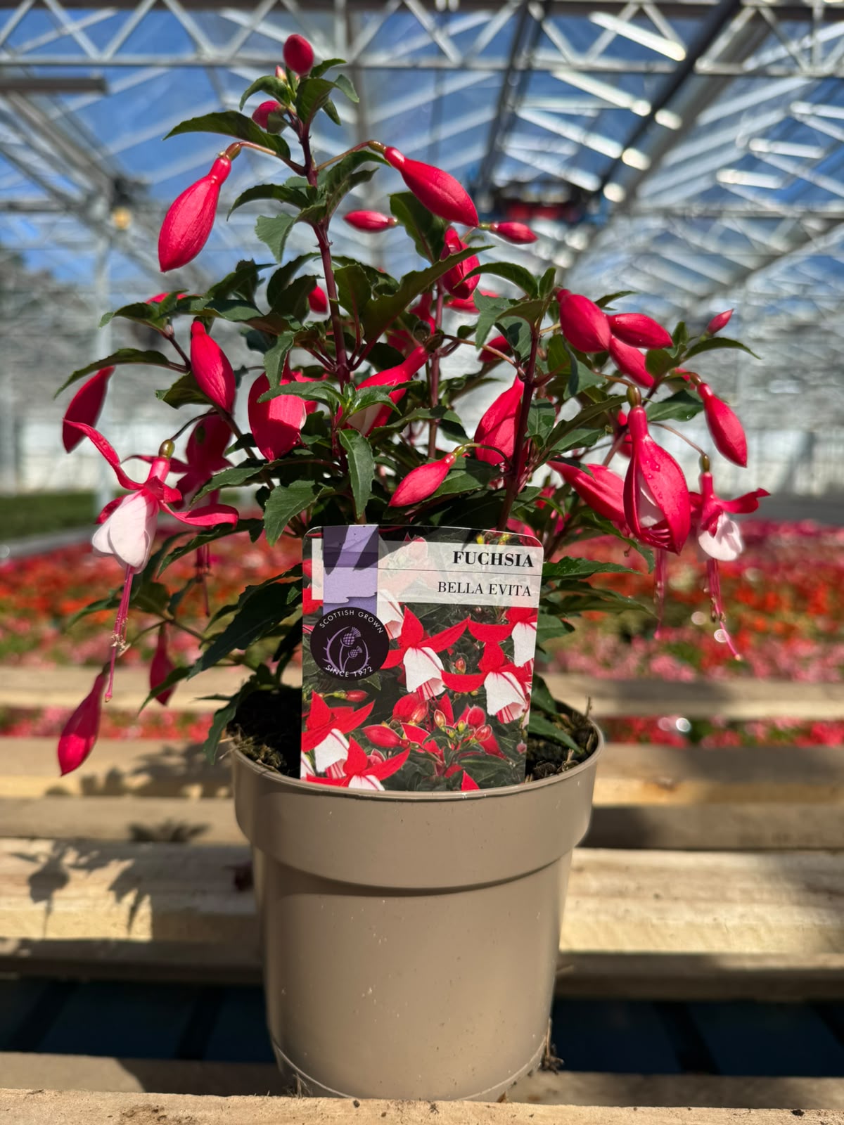 Picture of Fuchsia Bella Evita