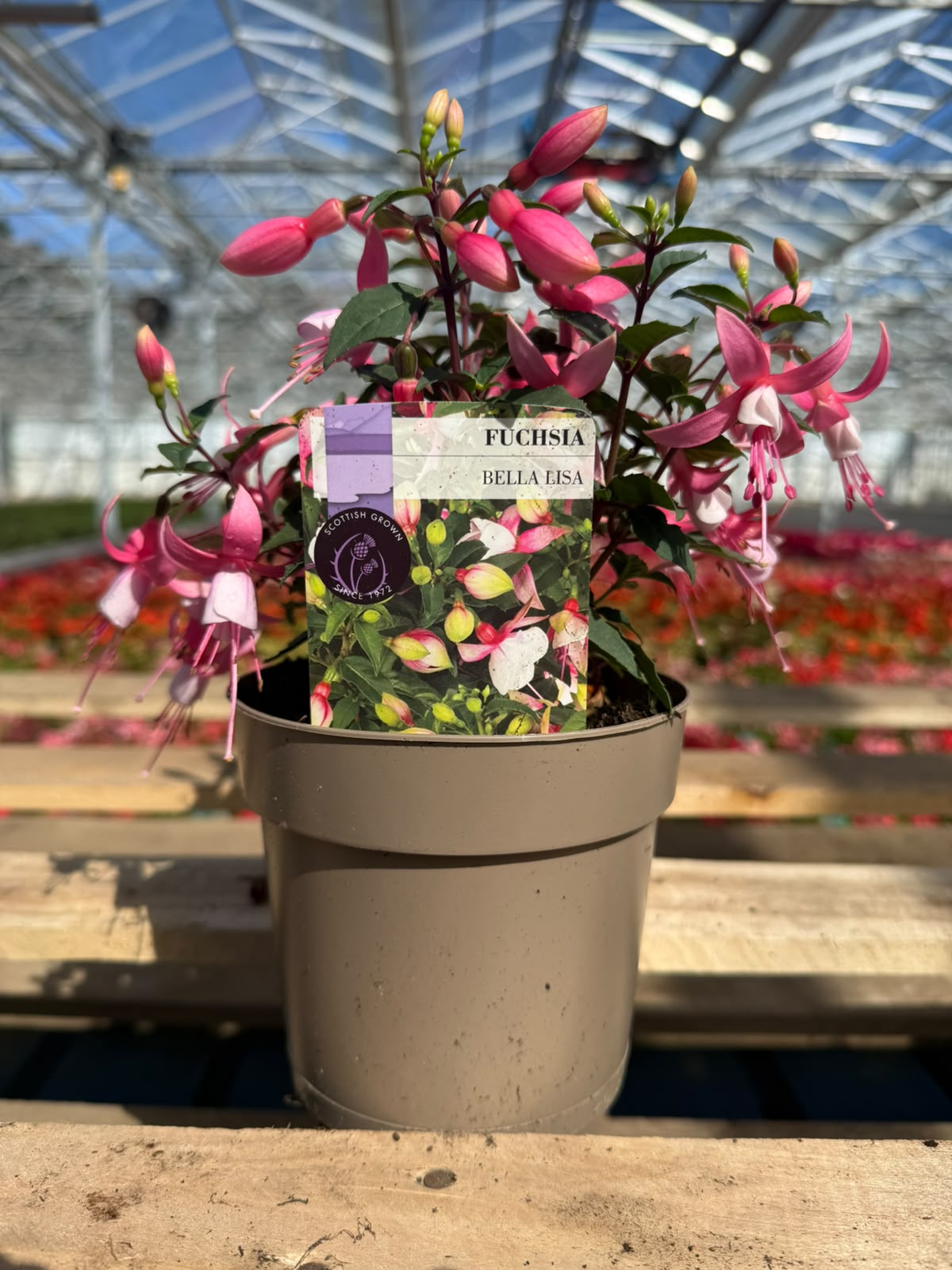 Picture of Fuchsia Bella Lisa