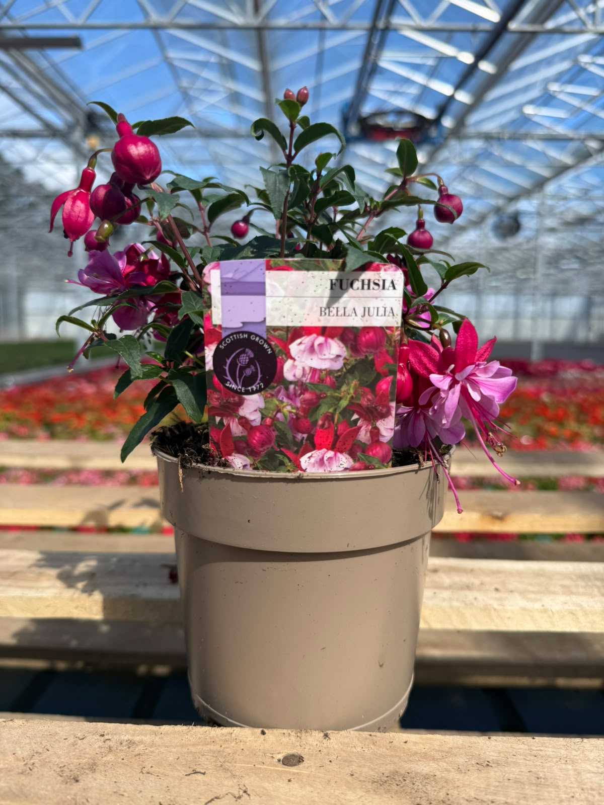 Picture of Fuchsia Bella Julia