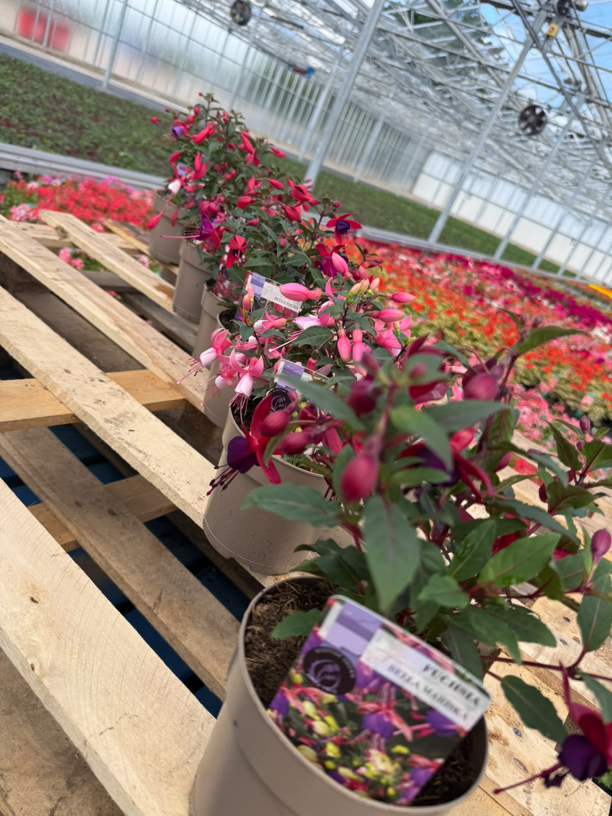 Picture of Fuchsia Varieties