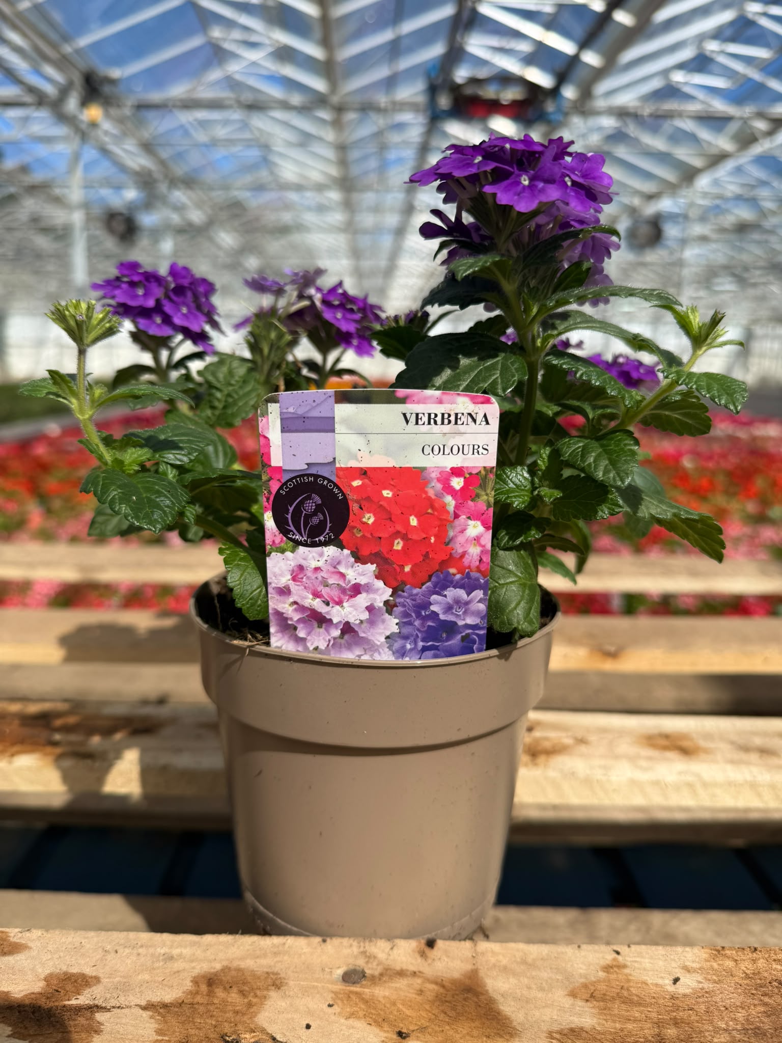 Picture of Verbena Purple