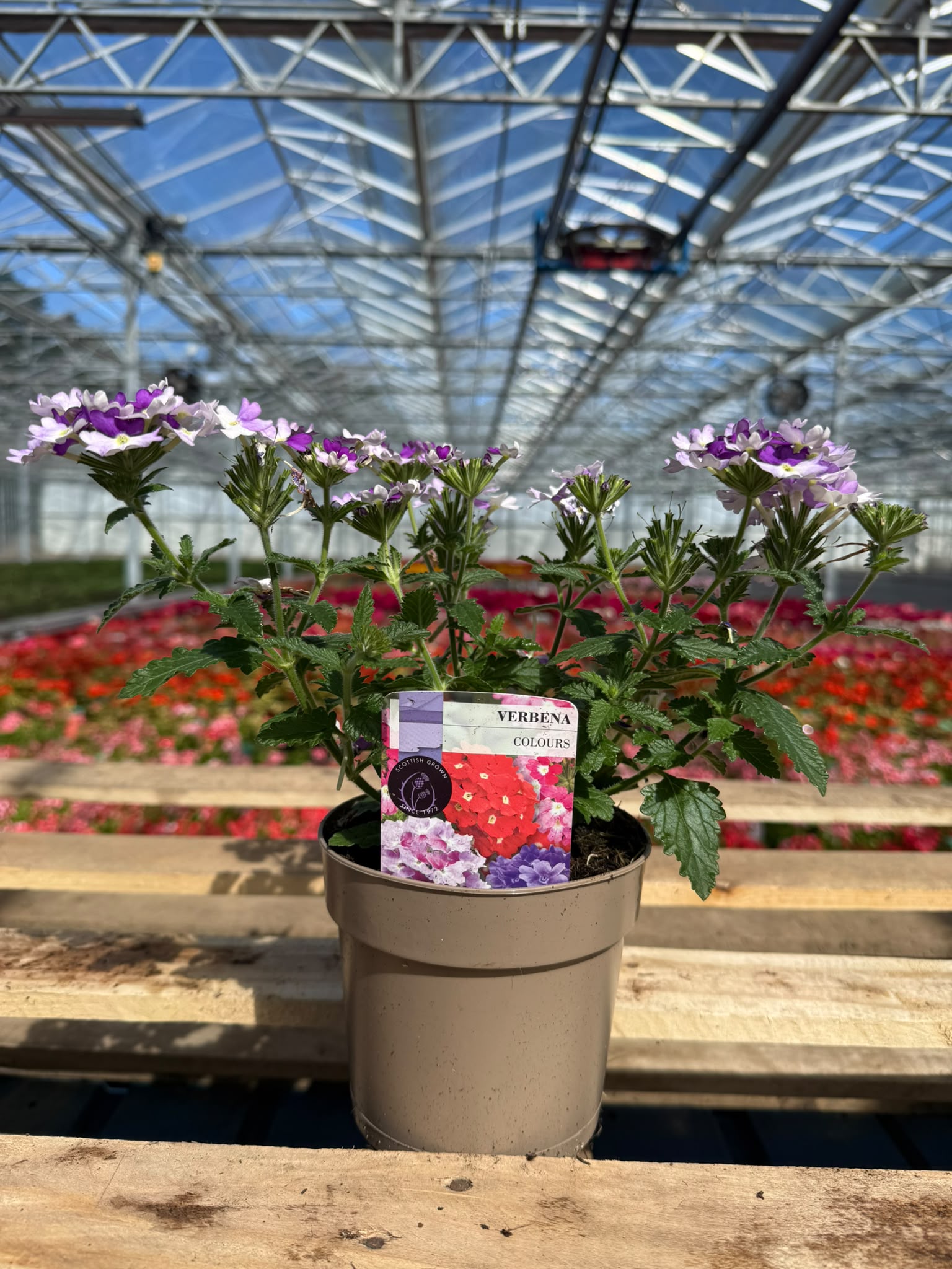 Picture of Verbena Indigo
