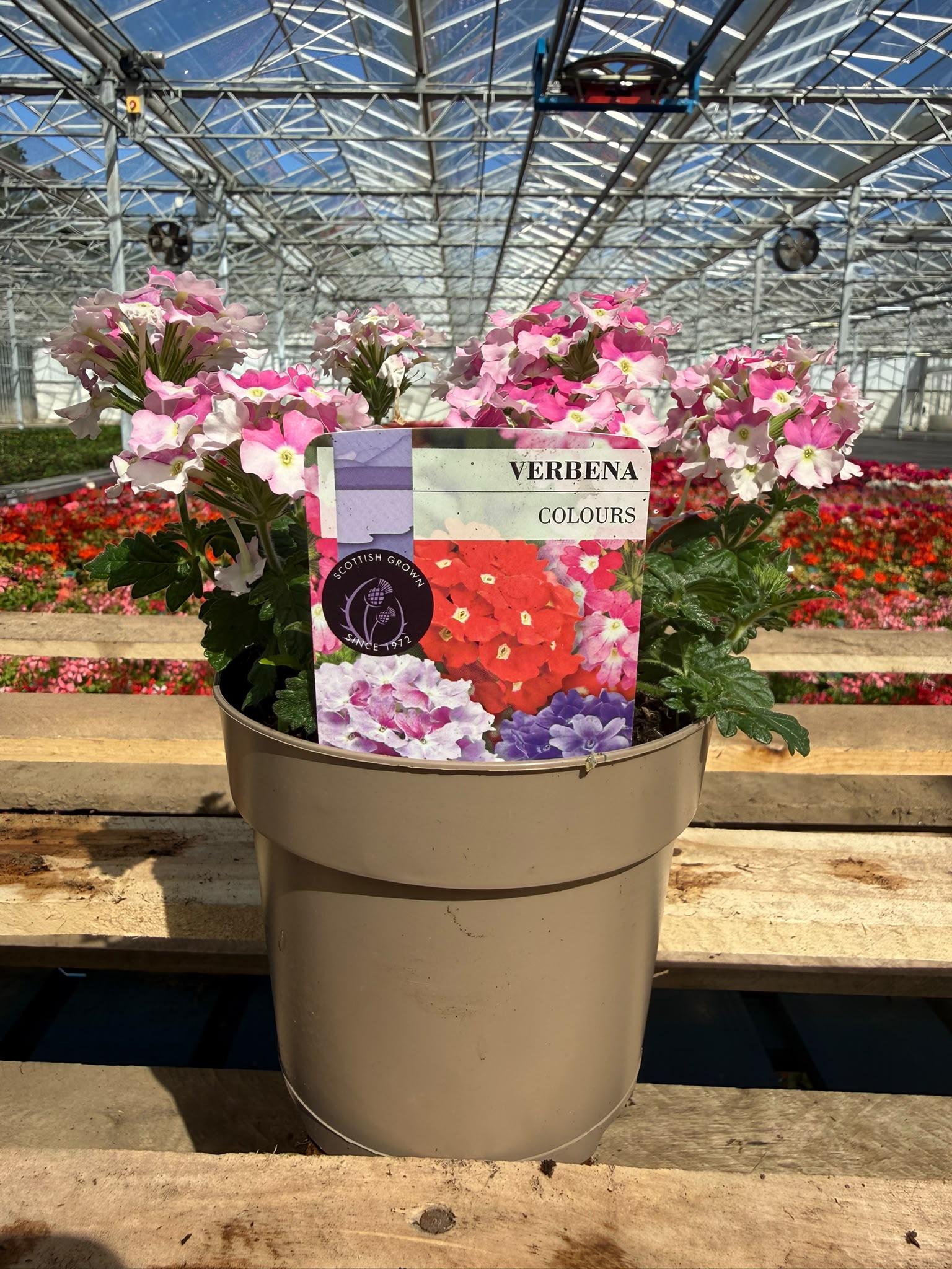 Picture of Verbena Light Pink