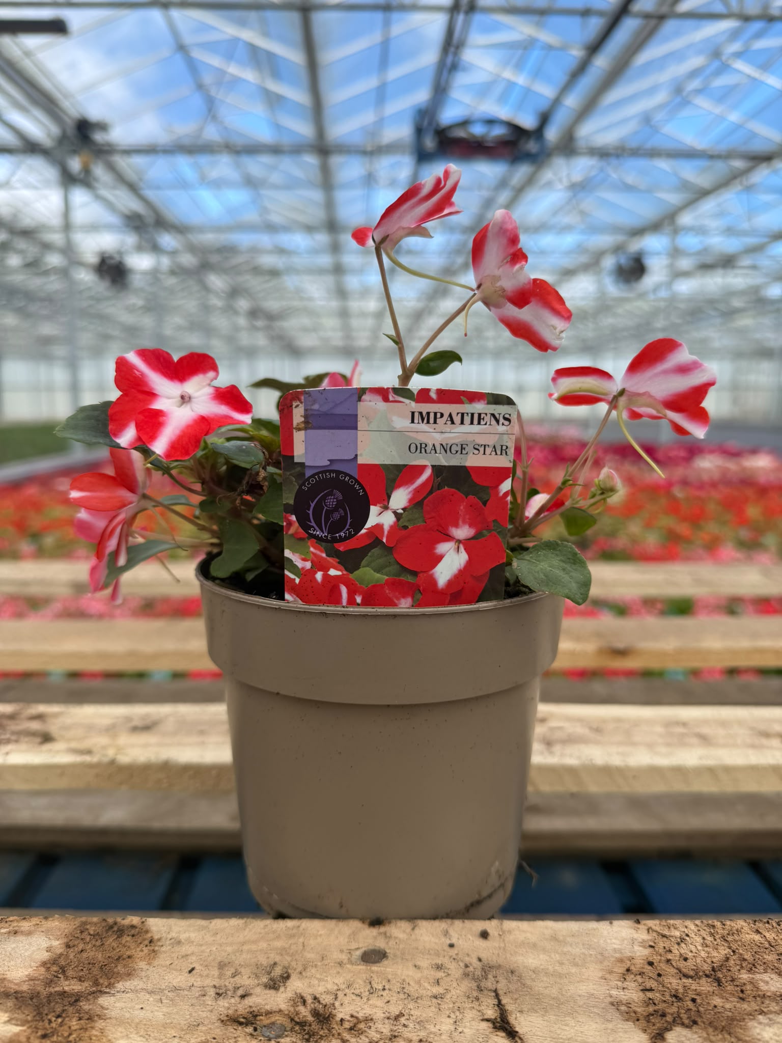 Picture of Impatiens Orange Star