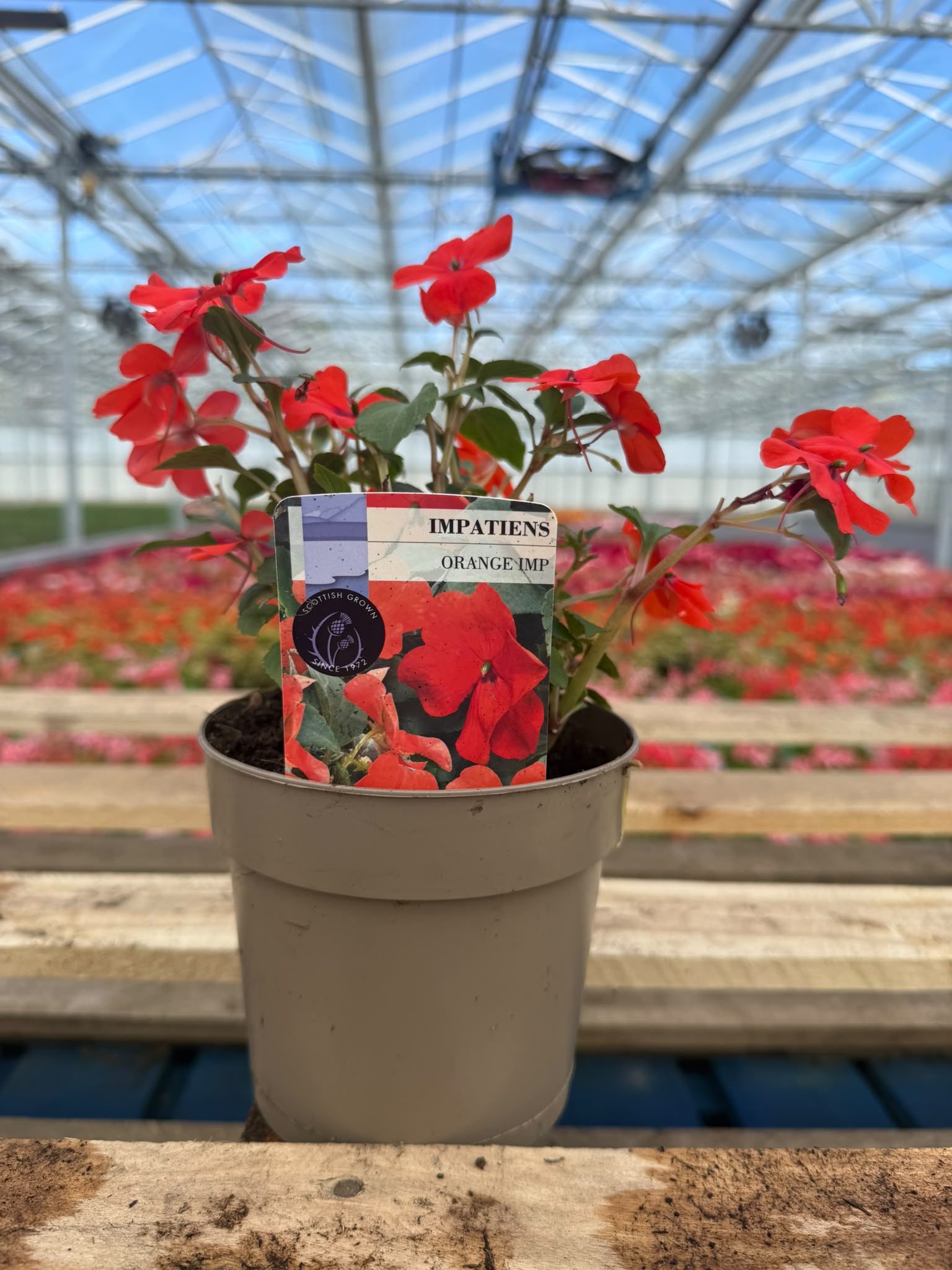 Picture of Impatiens Orange