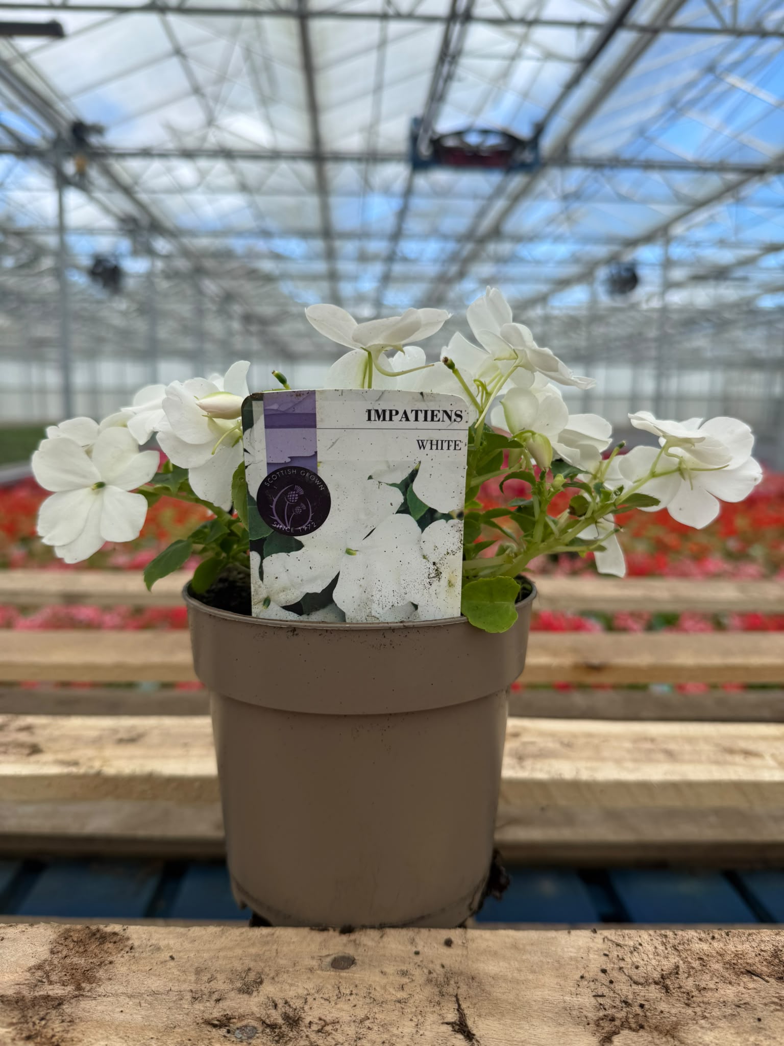 Picture of Impatiens White