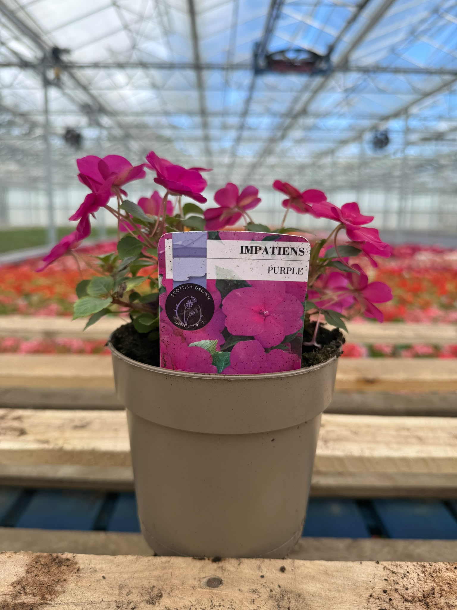 Picture of Impatiens Purple